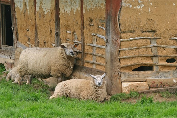 France, Haute Normandie, eure, marais vernier, habitat traditionnel, colombages et torchis, pans de bois, terre, moutons, agriculture,