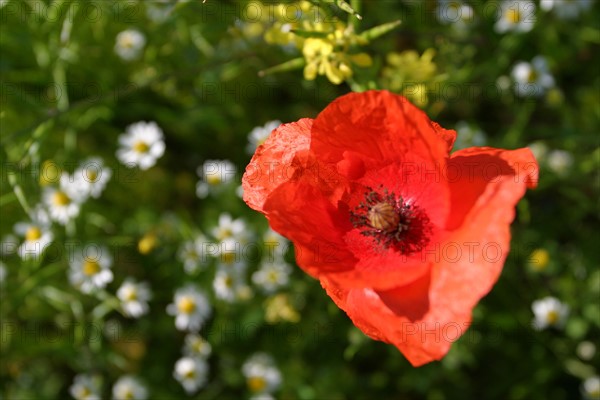 France, ecouis