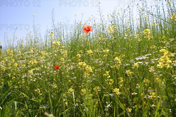 France, Haute Normandie, eure, ecouis, champ fleuri, giroflees, boutons d'or et coquelicots,