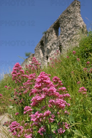 France, Haute Normandie, vallee de la Seine, eure, les andelys, chateau gaillard, donjon, vestige, richard coeur de lion, vegetation,