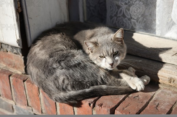 France, Haute Normandie, eure, bernay, chat gris sur le rebord d'une fenetre,