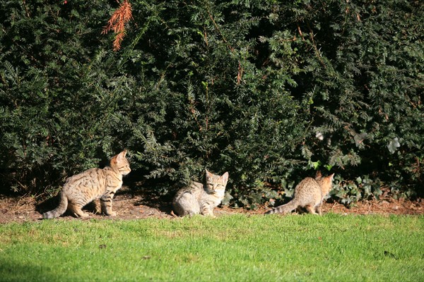 France, Haute Normandie, eure, verneuil sur avre, chats en liberte, parc andre faugere, jardin public,