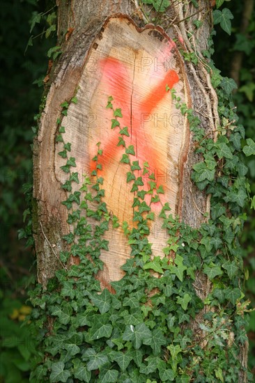 France, Haute Normandie, eure, detail tronc d"arbre et vegetation, sur la voie verte bernay broglie, nature,