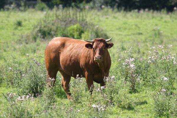 France, Haute Normandie, eure, promenade autour des etangs de la communaute de communes de pont audemer, vache limousine,