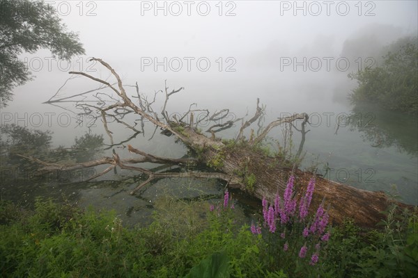 France, Haute Normandie, eure, promenade autour des etangs de la communaute de communes de pont audemer, plan d'eau, brume matinale, tronc d'arbre mort,