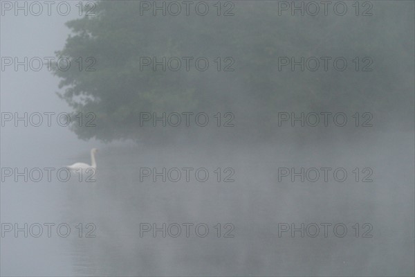 France, Haute Normandie, eure, promenade autour des etangs de la communaute de communes de pont audemer, plan d'eau, brume matinale, cygne,