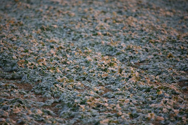 France, Haute Normandie, eure, sol gele a Gauciel/Evreux, froid, hiver, terre, givre,