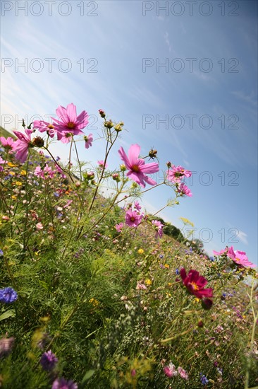 France, gauciel