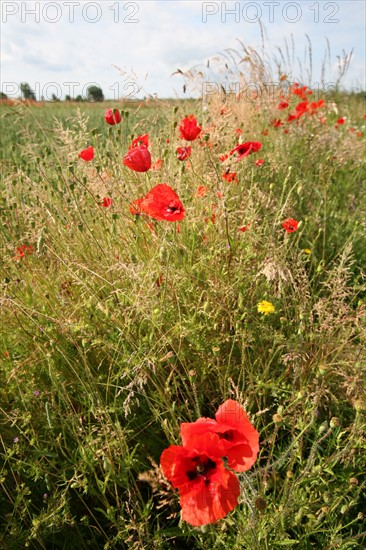 France, nearby neubourg