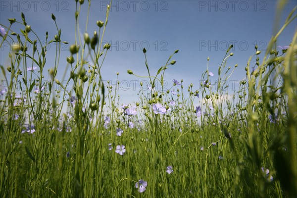 France, Haute Normandie, pres du Neubourg, champ de lin en fleurs, ciel, agriculture, liniculture, textile,