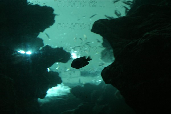 France, Normandie, Manche, Cherbourg, cite de la mer, aquarium recreant la faune d'une faille tropicale, poisson, eau, figure visage,