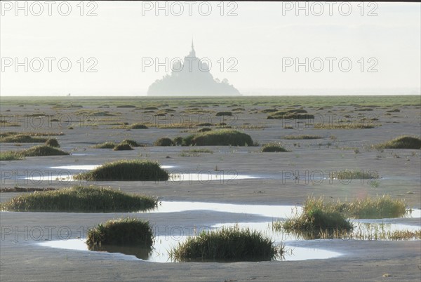 France, Normandie, Manche, baie du Mont-Saint-Michel, maree basse, vegetation, salicorne, polders, Ille et Vilaine,