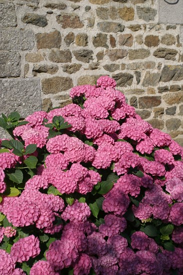 France, Basse Normandie, Manche, heugueville sur sienne, chambre d'hotes a la ferme, enfant 4 ans et sa mere a la fenetre, personnages autorises, hortensias, mur de pierre habitat traditionnel,