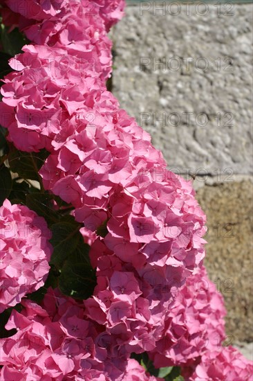 France, Basse Normandie, Manche, heugueville sur sienne, chambre d'hotes a la ferme, enfant 4 ans et sa mere a la fenetre, personnages autorises, hortensias, mur de pierre habitat traditionnel,