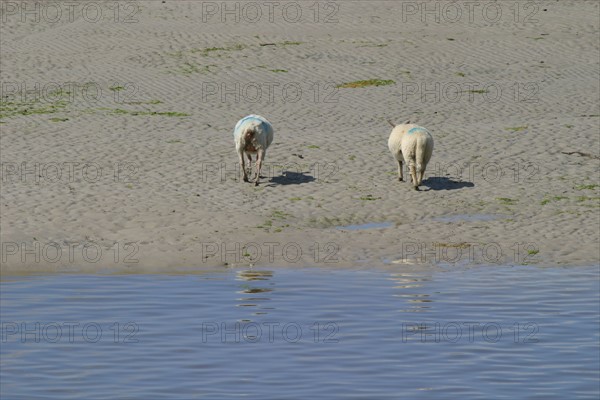 France, Basse Normandie, Manche, heugueville sur sienne, moutons dans le havre de Sienne, nature, agneau,