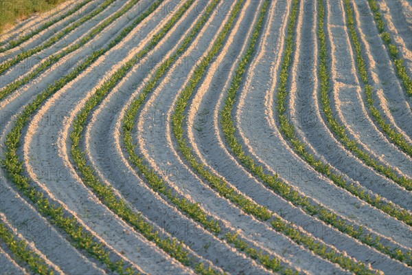 France, Normandie, Manche, baie du Mont saint Michel, champ de carottes, agriculture, sable,