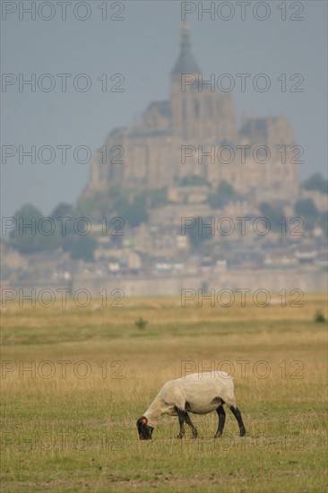 France,  MONT-SAINT-MICHEL bay