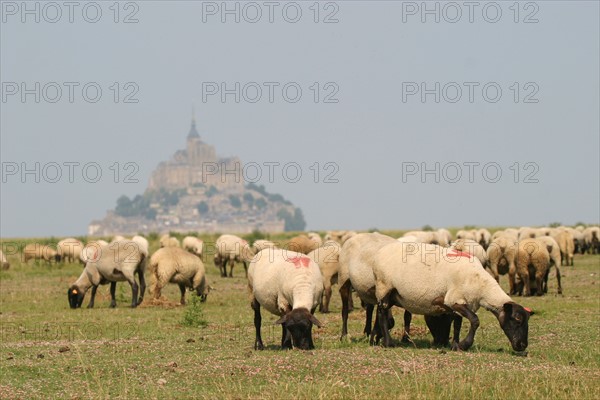 France,  MONT-SAINT-MICHEL bay