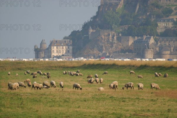 France, Basse Normandie, Manche, baie du Mont-Saint-Michel, ardevon, 
moutons de pres sales, Mont-Saint-Michel au fond,