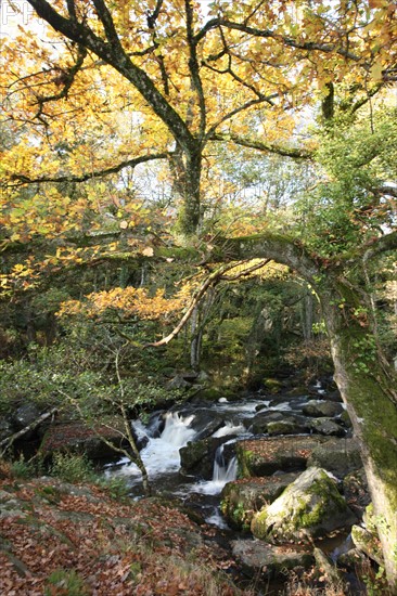 France, Normandie, Manche, la fosse arthour, saint georges de rouelley, riviere, cours d'eau, cascade, arbres, automne,