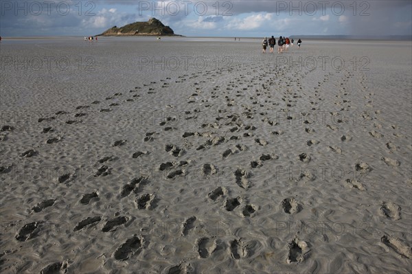 France, Normandie, Manche, baie du Mont-Saint-Michel, traversee des greves, maree basse, rocher tombelaine, , ciel d'orage, randonnee, traces de pas dans la vasiere, guide des chemins de la baie,