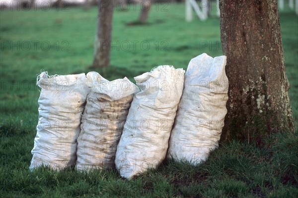 France, Normandie, pays d'auge, tas de pommes a cidre en sacs au pied d'un pommier, verger, agriculture: