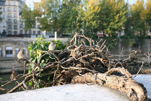 France, Paris 4e, ile de la cite, quai aux fleurs, la Seine, immeubles, bord de Seine et moineaux surdes branches,