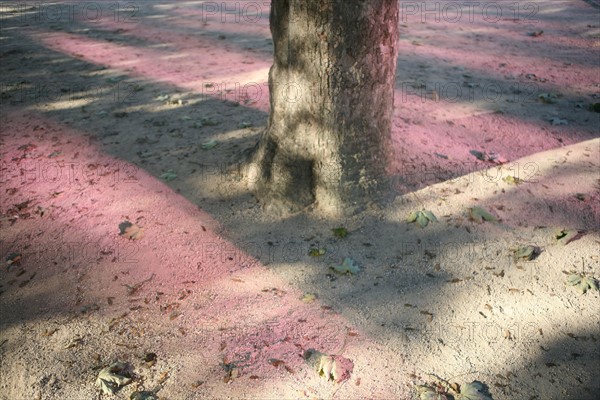 france, Paris 5e - jardin des plantes - reflets provoques par les serres, arbre,