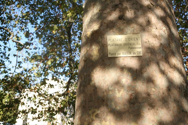 France, plane tree planted by buffon