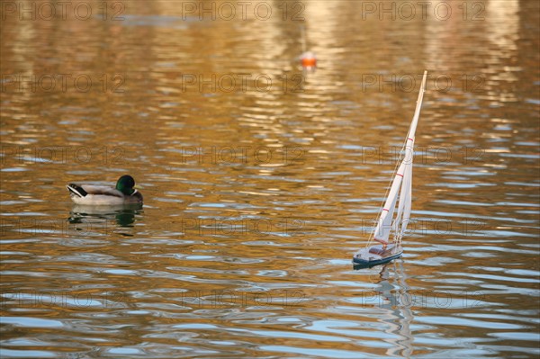 France, Paris 6e, jardin du Luxembourg, bassin, voilier sur l'eau, canard,