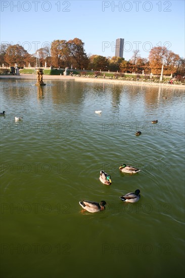 France, Paris 6e, jardin du Luxembourg, bassin, canards sur l'eau,