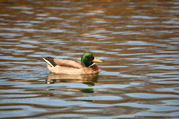 France, Paris 6e, jardin du Luxembourg, bassin, canard sur l'eau,