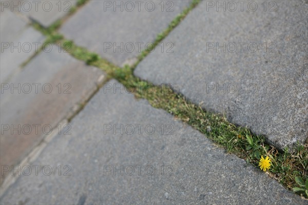 France, Paris 8e, place de la concorde, sol, ligne diagonale, herbe, fleur jaune, paves,