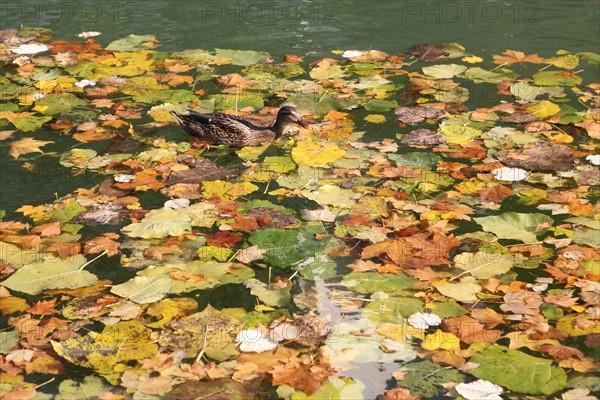 France, Paris 10e, canal saint martin, feuilles mortes et canard,