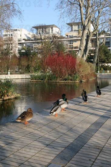 France, Paris 12e, parc de Bercy, pavillon, plan d'eau gele, hiver, canards,