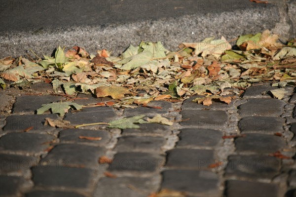 France, Paris 14e arrondissement, Montparnasse, boulevard Raspail, feuilles mortes dans le caniveau, paves,