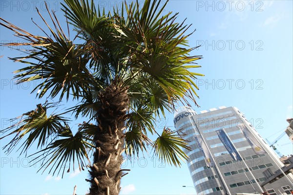 France, Paris 14e, porte d'orleans, palmier, immeuble, l'arbre et la ville,