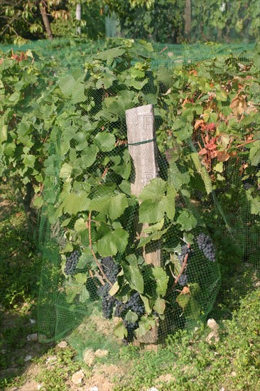 France, Paris 15e, parc georges brassens, jardin public, vignoble, vignes, grappe de raisin,