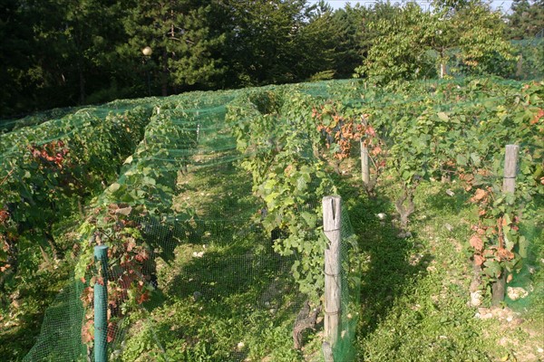 France, Paris 15e, parc georges brassens, jardin public, vignoble, vignes, grappe de raisin,