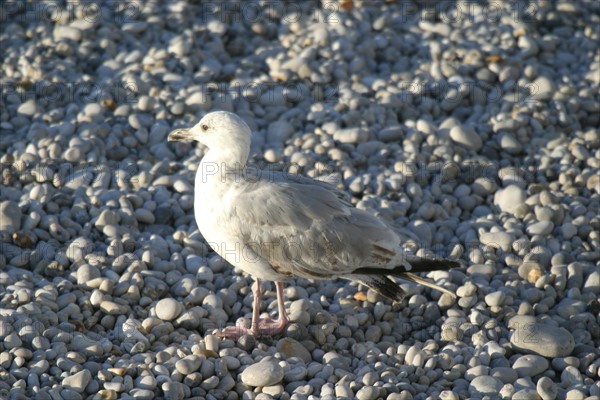 France, cote d'albatre