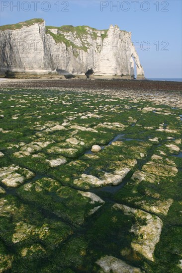 France, Normandie, Seine Maritime, cote d'albatre etretat, falaise d'aval, maree basse, plage, algues,