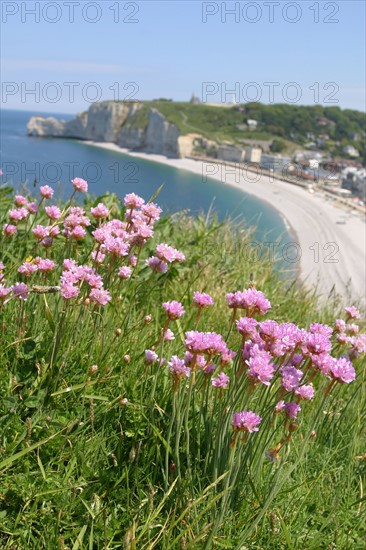 France, Normandie, Seine Maritime, cote d'albatre etretat, falaise d'aval et plage, galets, falaise d'amont au fond, , fleurs roses d'armeries maritimes en premier plan,