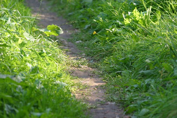 France, Normandie, Seine Maritime, pays de la bresle maritime, chemin des etangs, sentier, herbe,