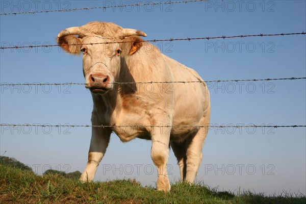 France, Normandie, Seine Maritime, pays de Caux, allouville bellefosse, vache, boeuf, cloture, barbeles,