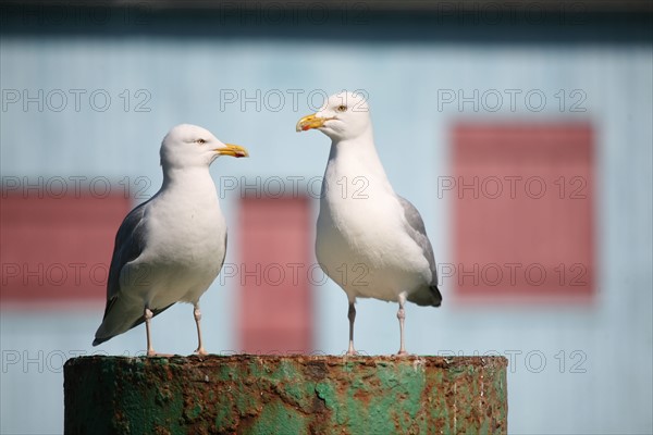 France, Normandie, Seine Maritime, Le Treport, deux goelands dans l'avant port, maison bleue a volets rouges,