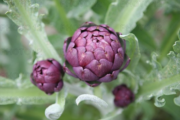 France, Normandie, Seine Maritime, pays terroir de caux, auffay - chateau de bosmelet f76 le potager arc en ciel, legume jardin, artichaut violet,