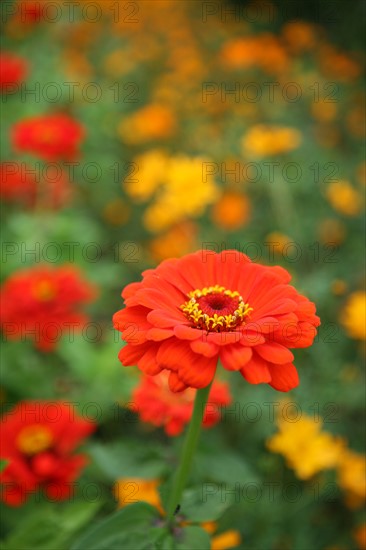 France, Normandie, Seine Maritime, pays terroir de caux, auffay - chateau de bosmelet f76 le potager arc en ciel, fleur detail,