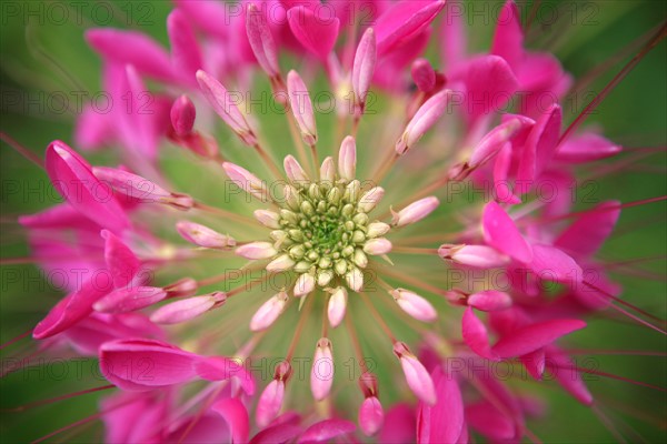 France, Normandie, Seine Maritime, pays terroir de caux, auffay - chateau de bosmelet f76 le potager arc en ciel, fleur, detail