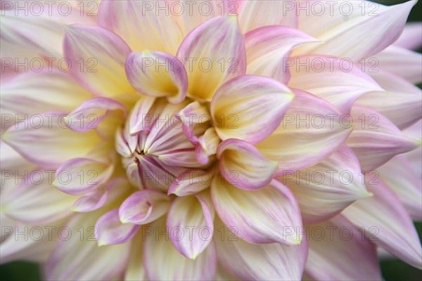 France, Normandie, Seine Maritime, terroir de caux, etaimpuis, clos du coudray, jardin botanique, fleur de dahlia