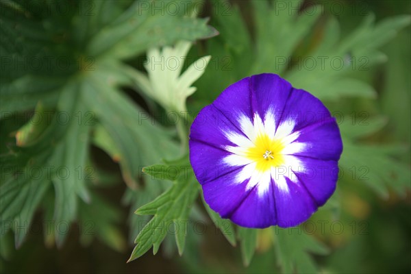 France, Normandie, Seine Maritime, terroir de caux, etaimpuis, clos du coudray, jardin botanique, fleur,